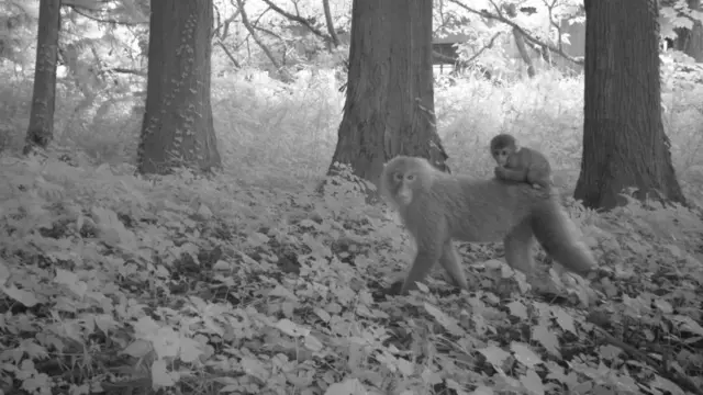 Dos macacos en un área de Fukushima que fue desalojada por el accidente nuclear y que sigue sin ser habitada.