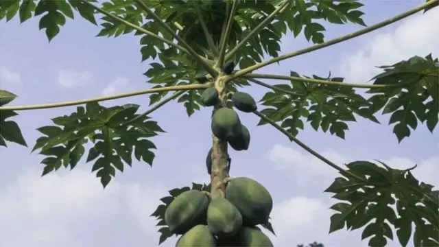 কয়েকটি বিদেশী প্রজাতির পেঁপের ব্যাপক চাষ হচ্ছে