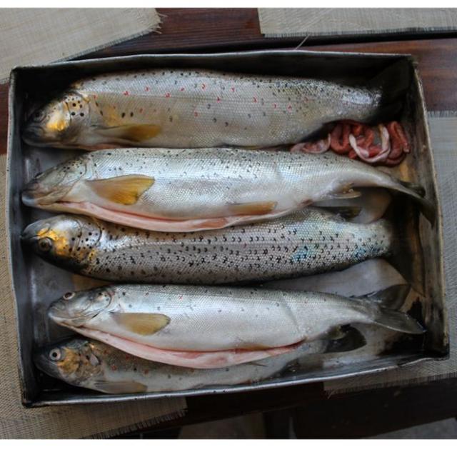 Trutas50 rodadas grátis de cassinoOhrid