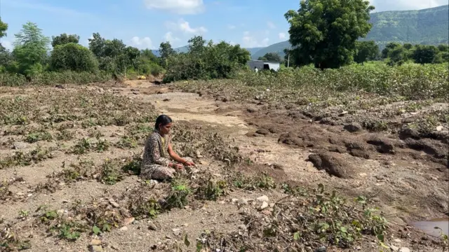 उषा पाटील यांची शेतजमीन पावसात पार वाहून गेली, आता तिथं केवळ दगड आणि खडक दिसत आहेत.