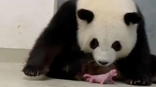 Berlin Hayvanat Bahçesi'nde doğan panda yavruları