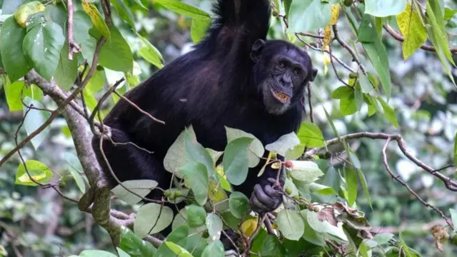காடு வனம் மனித குரங்கு இயற்கை