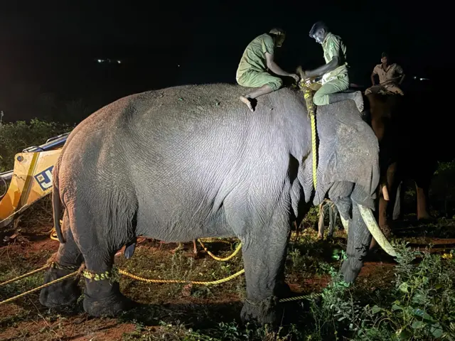 காட்டு யானைகள், இயற்கை, காடுகள், காட்டுயிர், விலங்கு நலம்