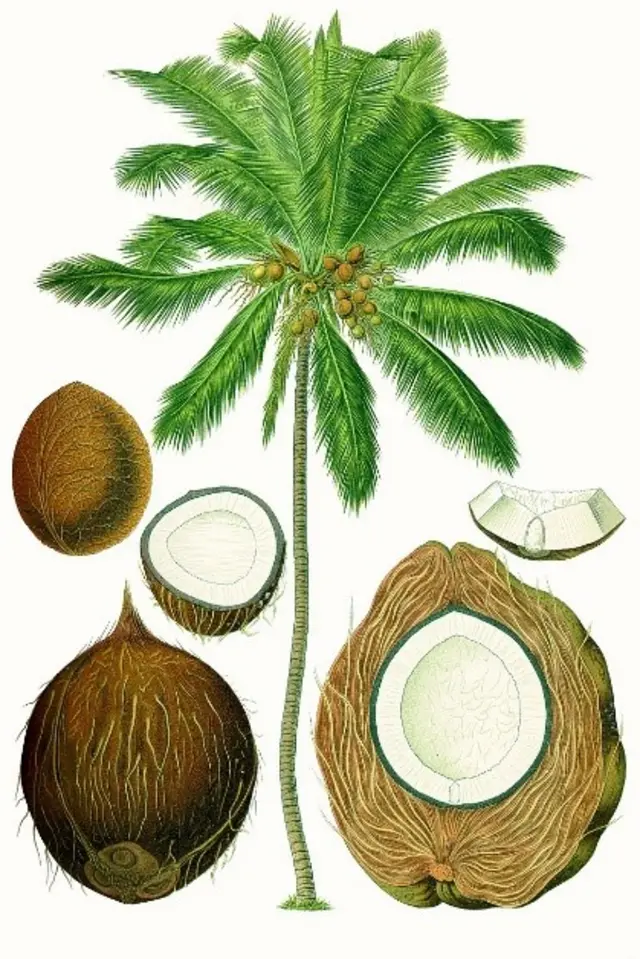 Flora Carita: Kelapa