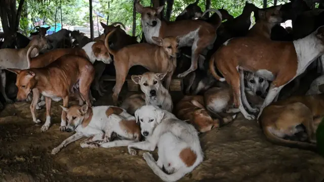 မှော်ဘီမှာရှိတဲ့ ခွေးဂေဟာတစ်ခု