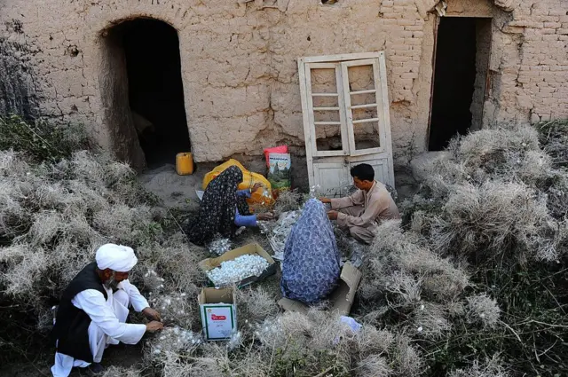 مردان و زنان در حال جمع‌آوری پیله در ولایت هرات 