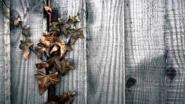 لورا بارنیٹ