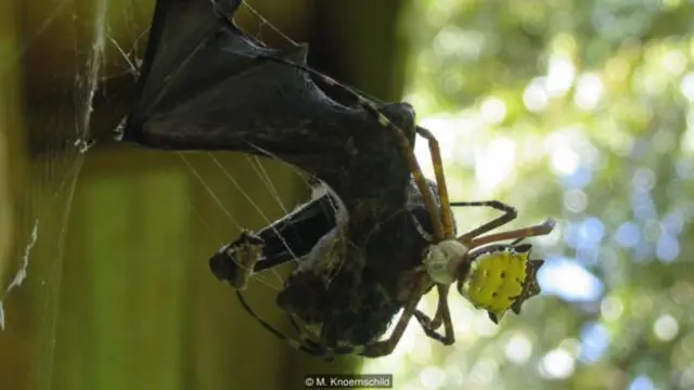 A spider (Argiope savignyi) feeding on a proboscis bat (Rhynchonycteris naso) (Credit: M. Knoernschild)
