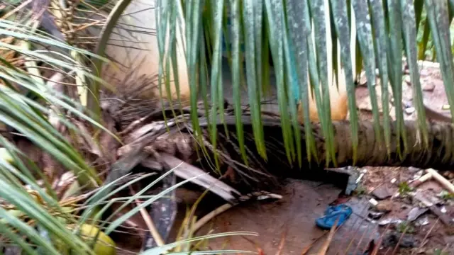 కొబ్బరి