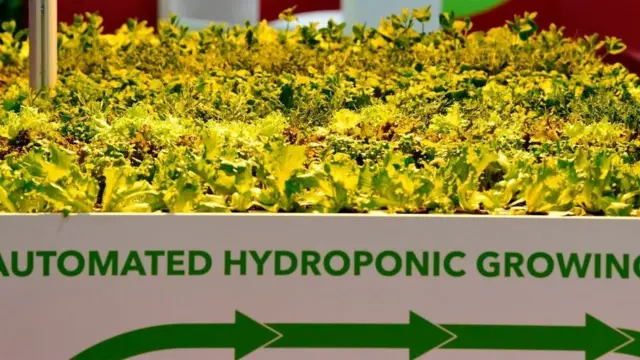 જાપાન કૃષિ