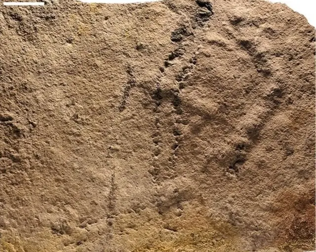 54 કરોડ વર્ષ જૂના કોઈ અજાણ્યા પ્રાણીના પદચિહ્નો