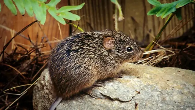 ஹண்டா வைரஸ்: சீனாவில் பரவும் தொற்று உலகுக்கு அடுத்த அச்சுறுத்தலாக மாறுமா?