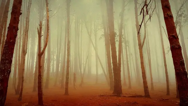 பசுமை பாலைவனமாக மாறும் கொடைக்கானல்