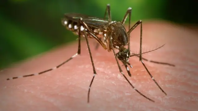 Mosquito Aedes aegypti.