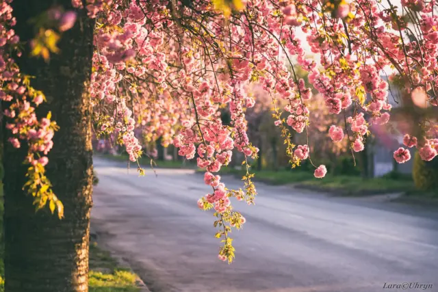 Сакура в Ужгороді