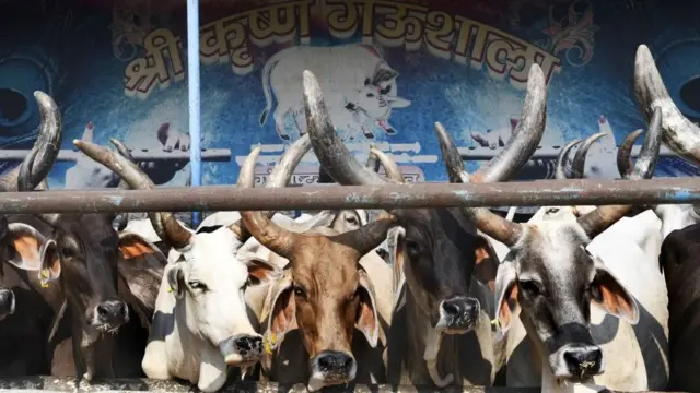cow india