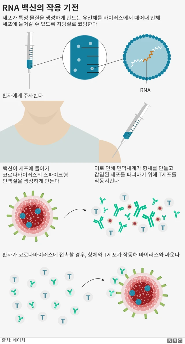 RNA백신의 작용기전