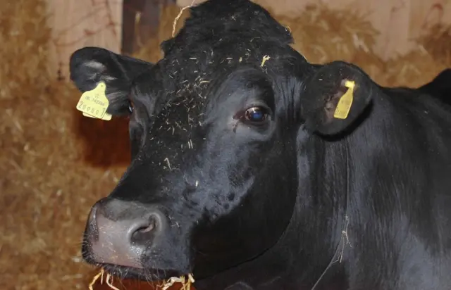 शंभू, सांड़, Shambo The Sacred Bull, ब्रिटेन