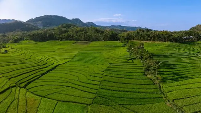 covid-19, pandemi, corona, lodeh, yogyakarta