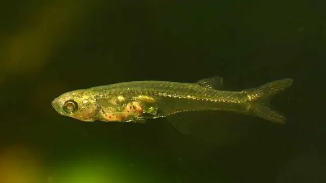 Peixe Danionella cerebrum