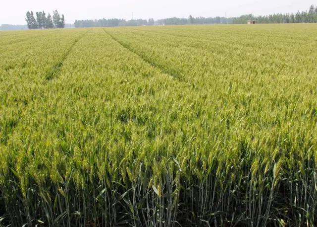 Culture du blé en Chine