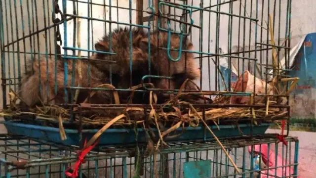 በመጠበቂያ ውስጥ ሆነው ለሽያጭ የቀረቡ እንስሳት