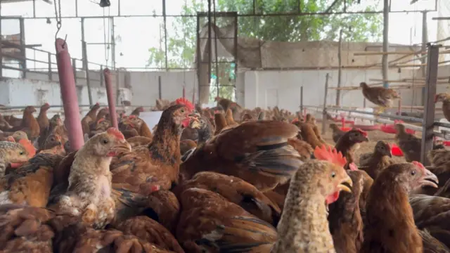 ਗੁਰਦੀਪ ਸਿੰਘ, ਪੌਲਟਰੀ ਫਾਰਮ