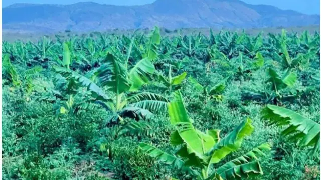 Lafa qonnaa Barakati irratti oomishaa jirtu