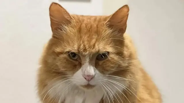 “เฮนรี” แขกผู้มาเยือนขาประจำของโรงพยาบาลท้องถิ่นแห่งหนึ่งในมณฑลเคมบริดจ์เชียร์