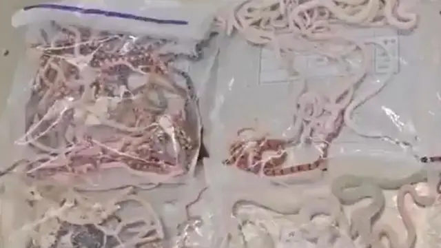 Viidiyoo Gumuruuki Chaayinaa baase keessatti bofti hedduun pilaastika keessatti saamsamee mul'ata