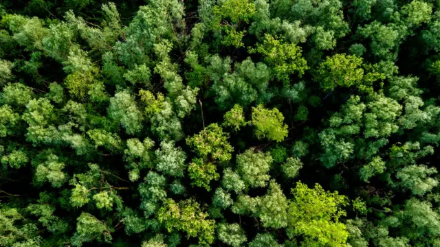 ड्रोन, जंगल