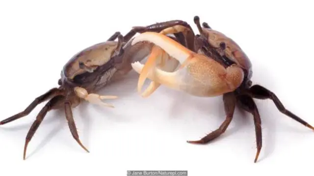 Kepiting uca dengan kaki bercincin yang melambaikan capitnya untuk menari bersama dalam satu kelompok.