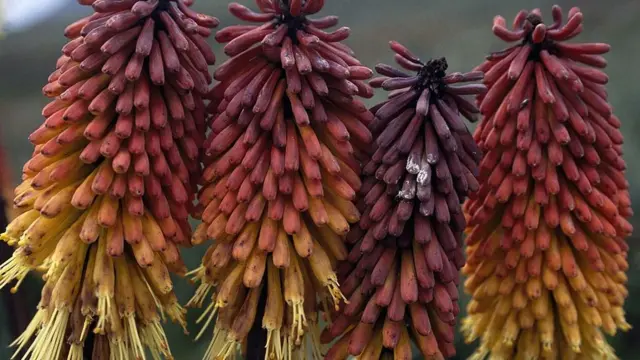 Red hot poker (Kniphofia foliosa) in bloom, Sanetti Plateau (4000 m), Bale Mountains National Park, Ethiopia