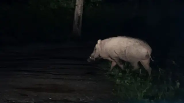 तेंदुआ-मानव संघर्ष