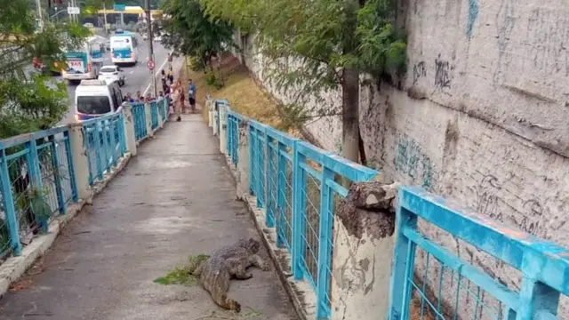 Jacarénordeste apostapassarela para pedestres no Rio