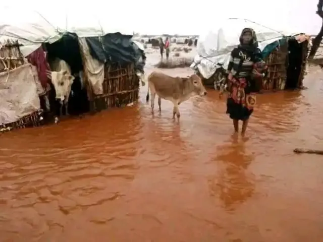 Loon, Re'ee, gaalaa fi hoolaan rooba cimaa roobeen miidhamaniiru