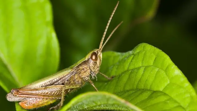 તીડ