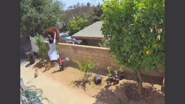 Дівчина і ведмедиця