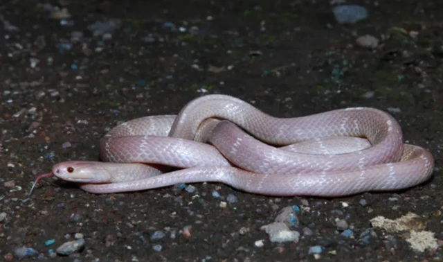 இந்த உலகில் பாம்புகளே இல்லையென்றால் என்ன நடக்கும்?