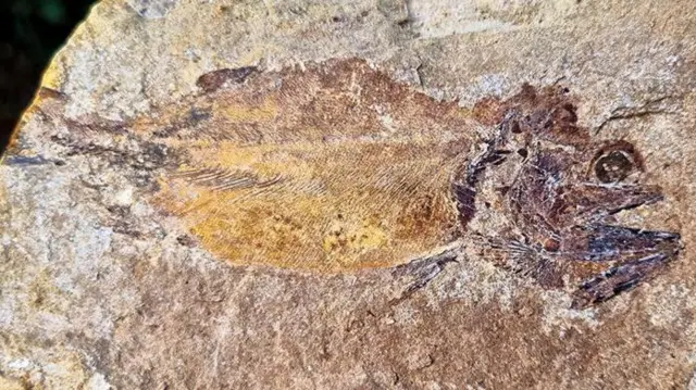 Pachycormus