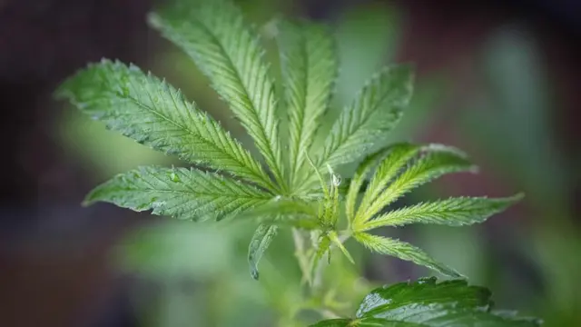 Ноқонуний ўстирилган наша