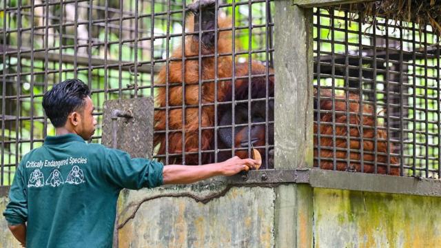A veterinarian giving food to an orangutan at the Arsari orangutan rehabilitation centre in Penajam Paser Utara, East Kalimantan in eastern Borneo which is also home to the new capital Nusantara on 15 August 2022