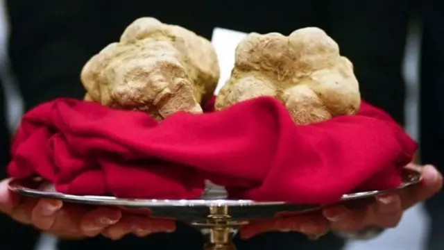 હોંગકોંગમાં લિલામી થયેલા બે મોટા મશરૂમ