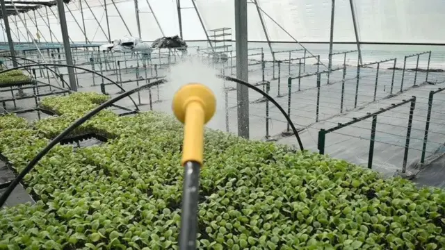 ڈرپ ٹیکنالوجی سے پانی کی بچت ہوتی ہے