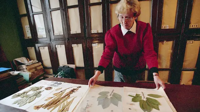 উদ্ভিদ নিয়ে গবেষণাকারী প্রতিষ্ঠান ভাভিলভ ইন্সটিটিউট-এ কর্মরত একজন নারী বৈজ্ঞানিক।