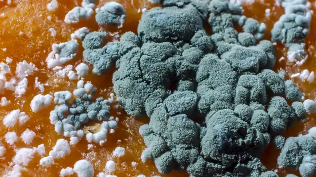 Moho de penicillium en una fruta de naranja
