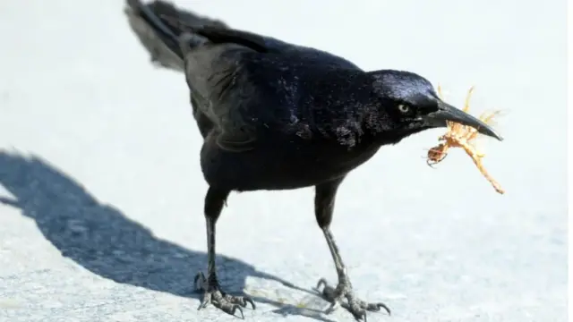 Um corvo preto comendo um inseto