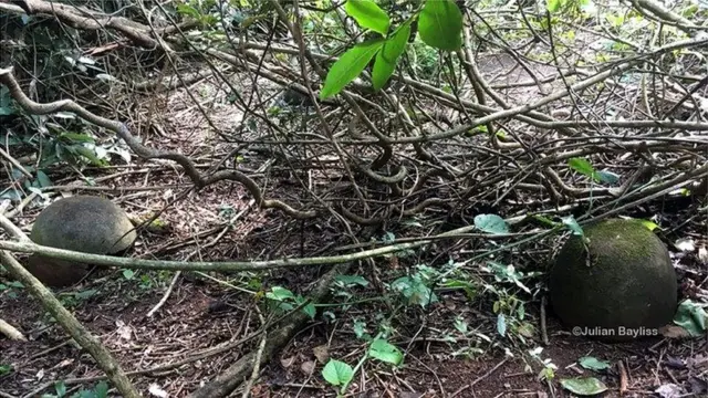 दक्षिण अफ्रीका का वो इलाक़ा, जहां इंसान नहीं पहुंच पाया