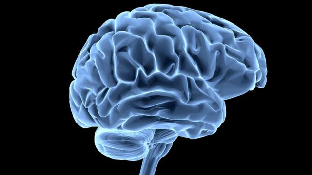 Человеческий мозг: размер - это не главное?