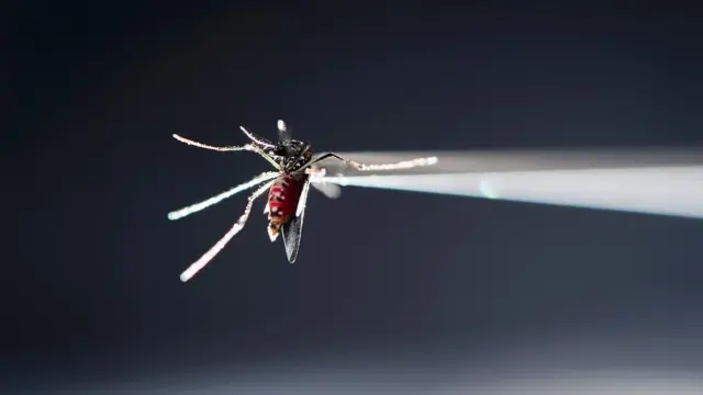 Vírus zika é transmitido pelo mosquito Aedes aegypti